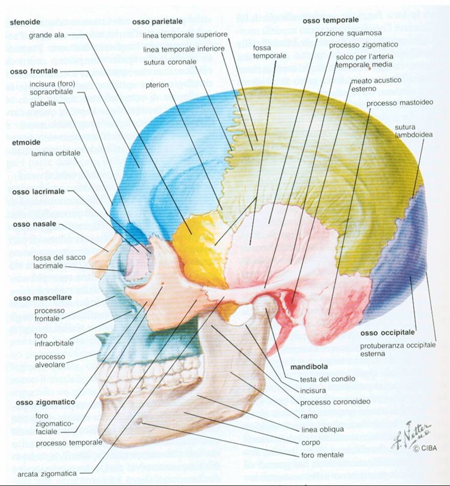 Anatomia Cranio
